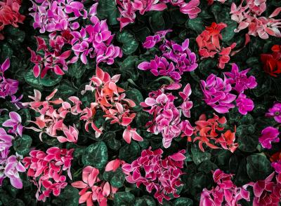  How to care for your Cyclamen
