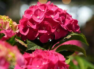 How To Grow And Care For Hydrangeas!