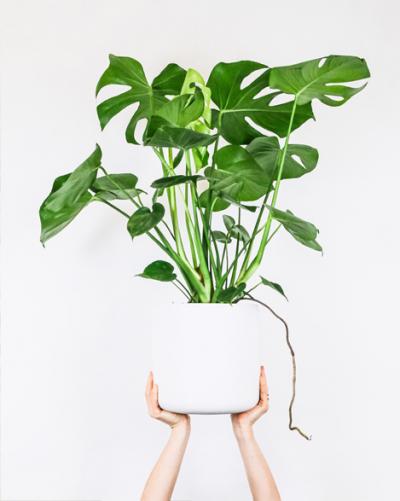 How to care for your Monstera