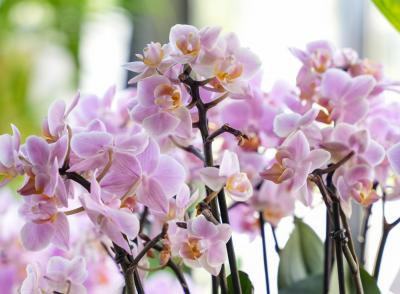 How to Keep Your Orchids Thriving
