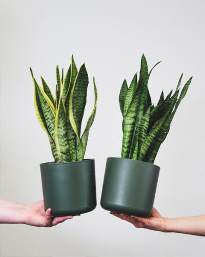  How to care for your Sansevieria
