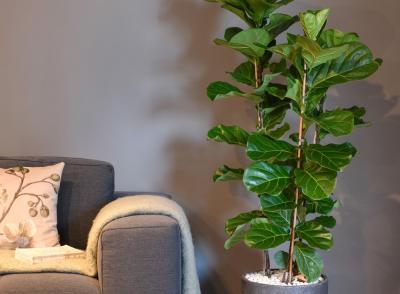 How to Care for the Ficus lyrata!