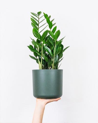 How to care for your Zamioculcas
